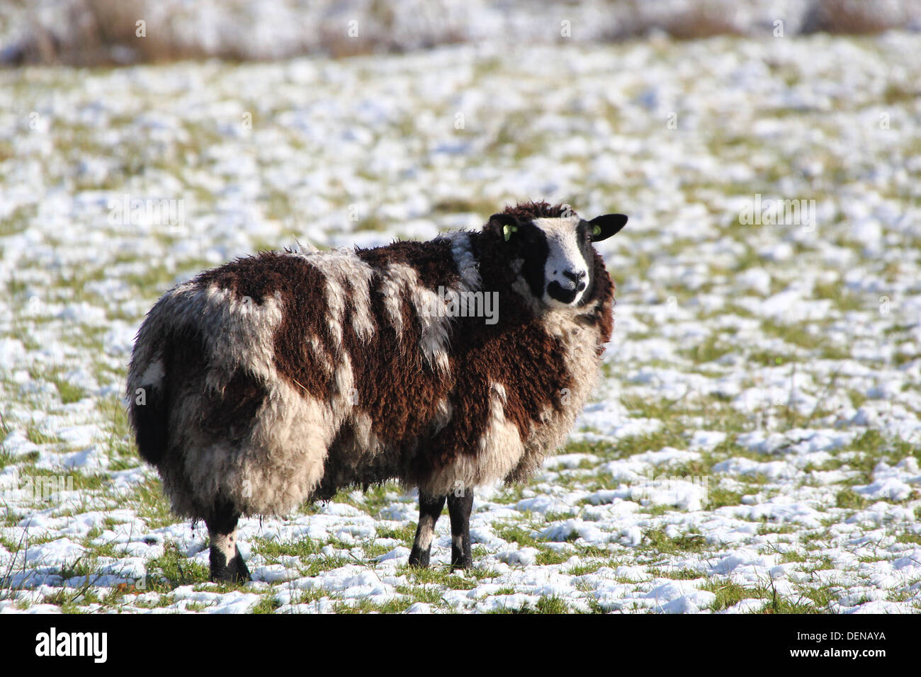 Fleckige schwarze und weiße Schafe im Winter Lage mit Blick in die Kamera Stockfoto