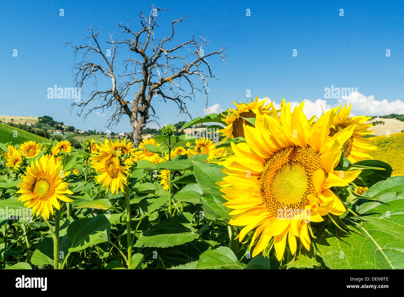 Landschaft mit Sonnenblumen, in den Abruzzen, Italien Stockfoto