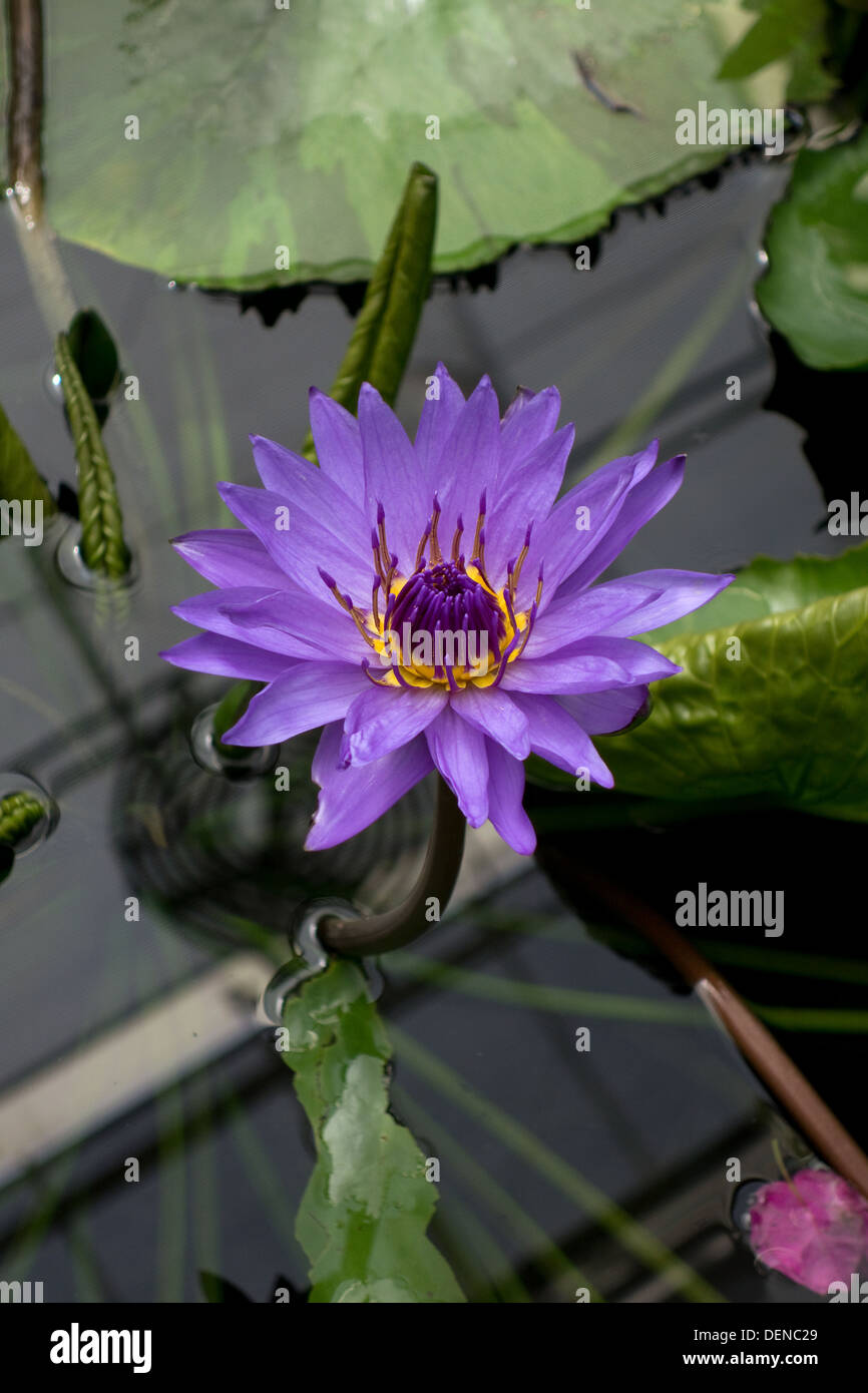 Regisseur George T Moore - Nymphaea Seerose Stockfoto