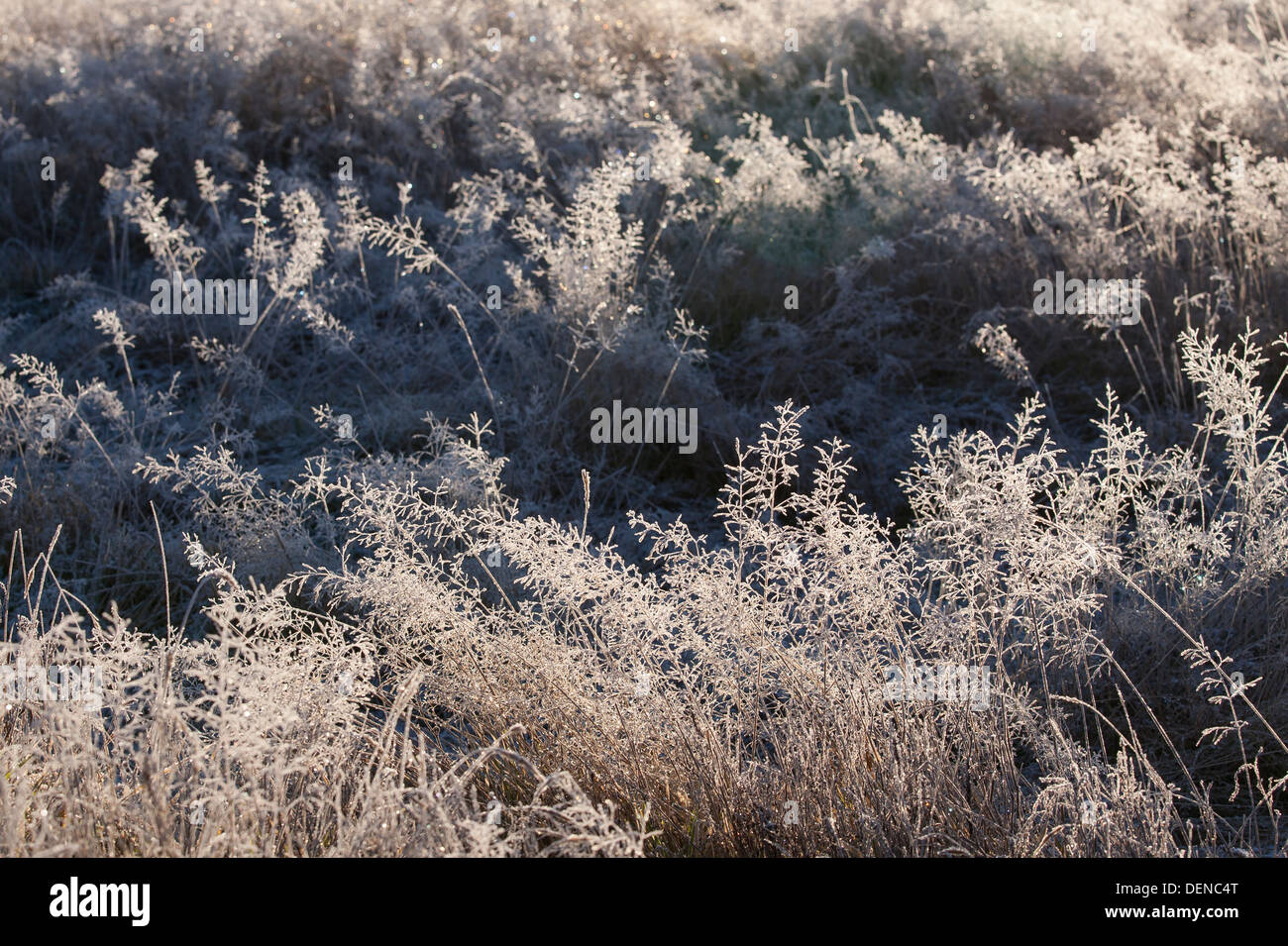 Frost auf dem Rasen, im Winter in Neuseeland Südinsel Bergen mit Sonnenlicht glitzerte. Stockfoto