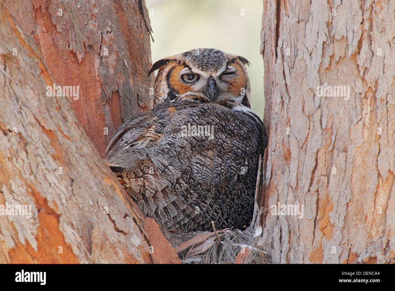 große gehörnte Eule (Bubo Virginianus) Erwachsene am Nest in Gabel Baum, Florida, USA Stockfoto