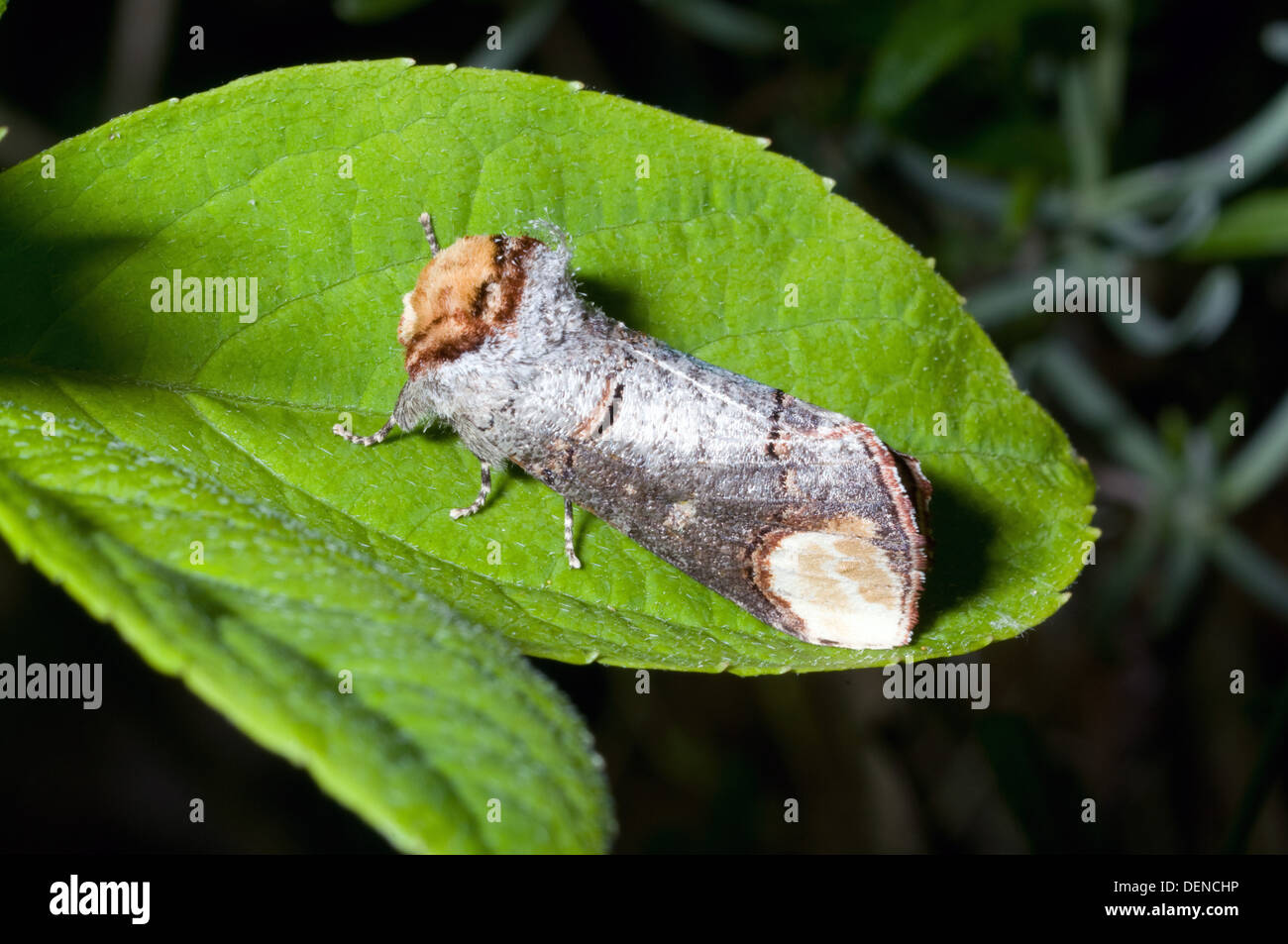 Buff Tipp Motte thront auf Blatt Stockfoto