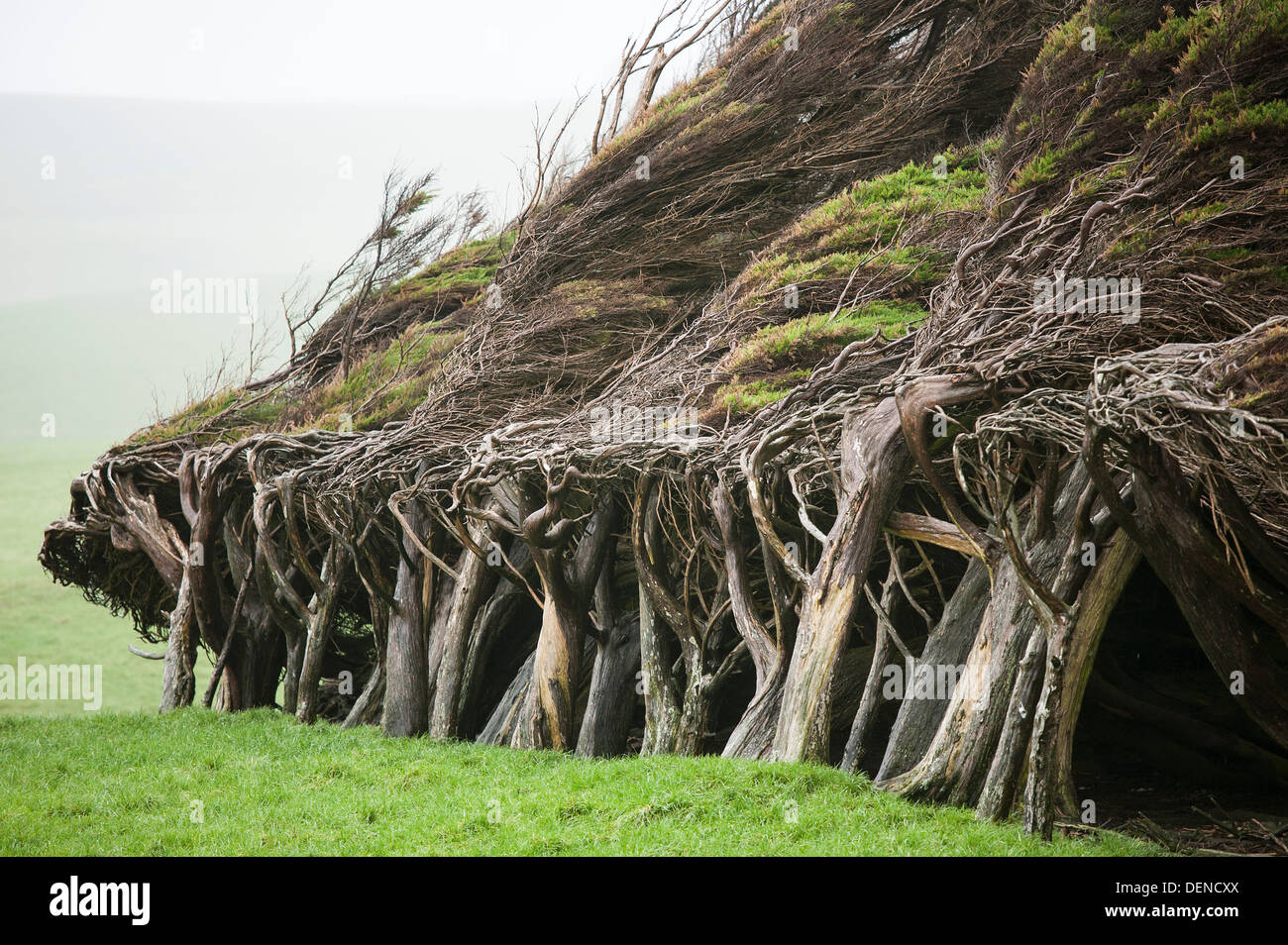 Baum gebogen von Wind an der Küste von Catlins in Neuseeland Südinsel Stockfoto