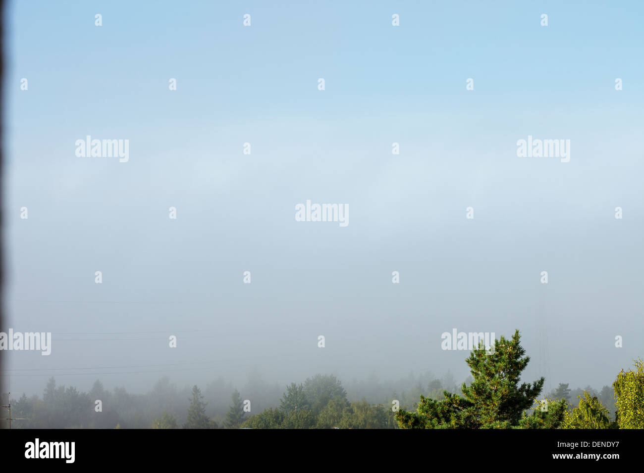 Nebel über den Baumwipfeln Stockfoto