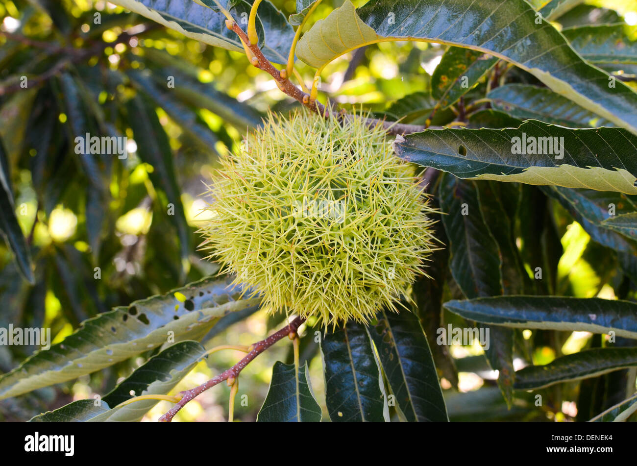 Nahaufnahme einer Kastanie auf einem Baum. Stockfoto