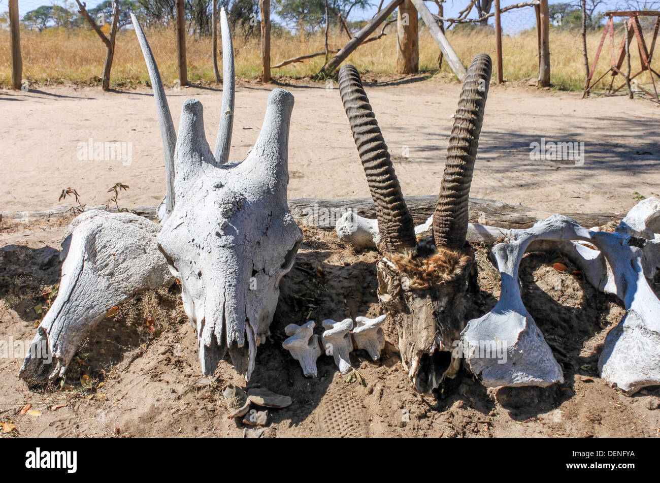 Ein Foto von einigen verendeten Wildtieren in Simbabwe. Diese hier wahrscheinlich eines natürlichen Todes gestorben aber sind ein Symbol der Wilderei. Stockfoto