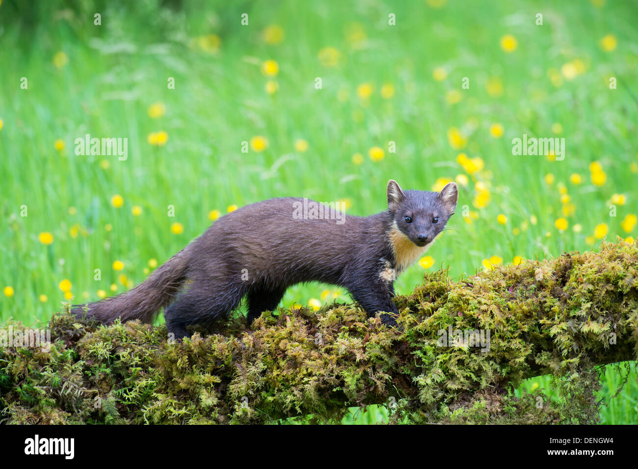 Baummarder (Martes Martes) – Schottland, Vereinigtes Königreich Stockfoto