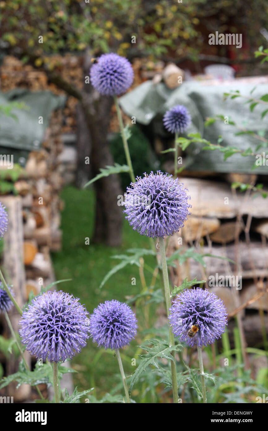 Globe Disteln im Garten Stockfoto