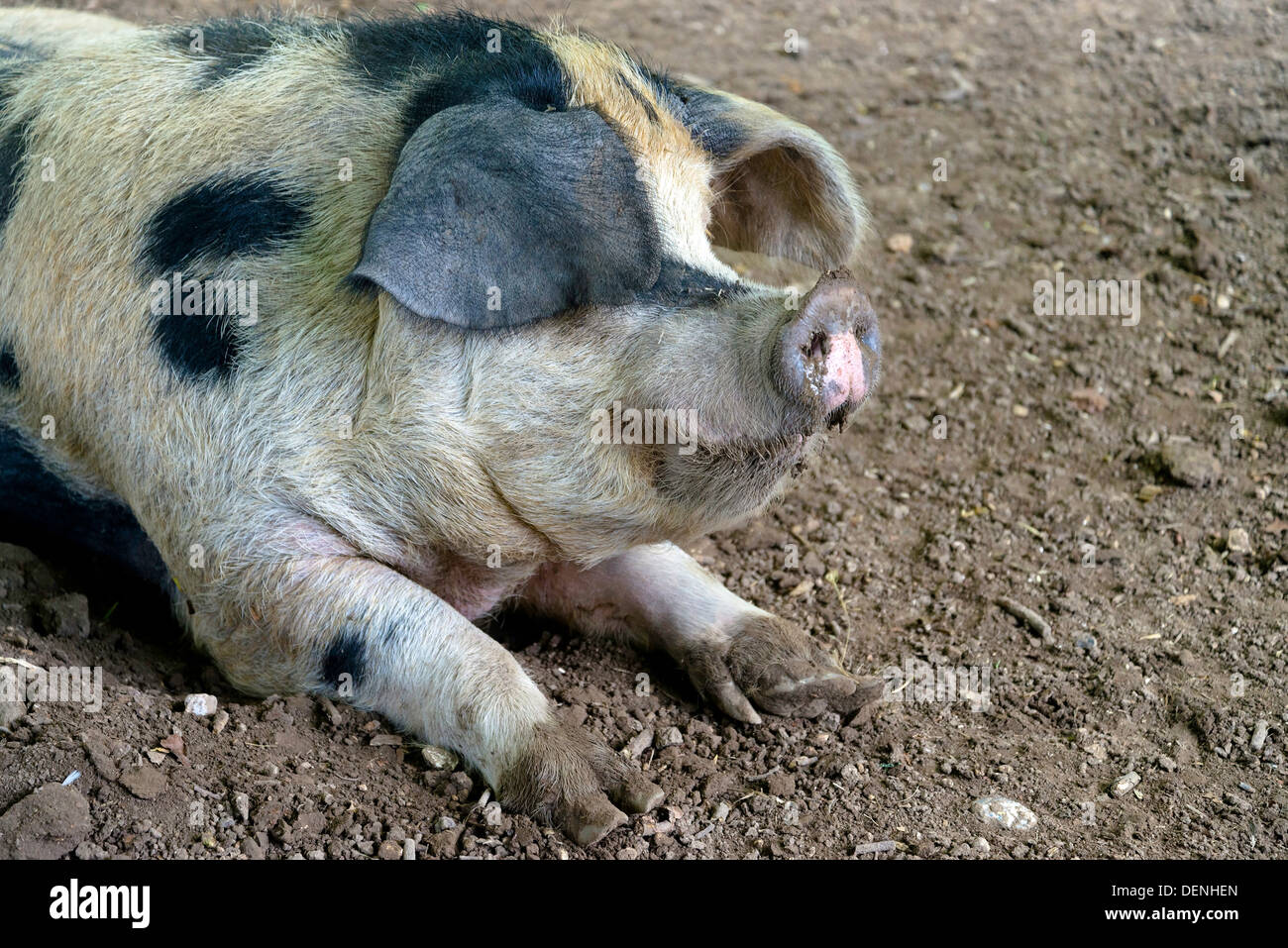 Iberischen Schwein Stockfoto