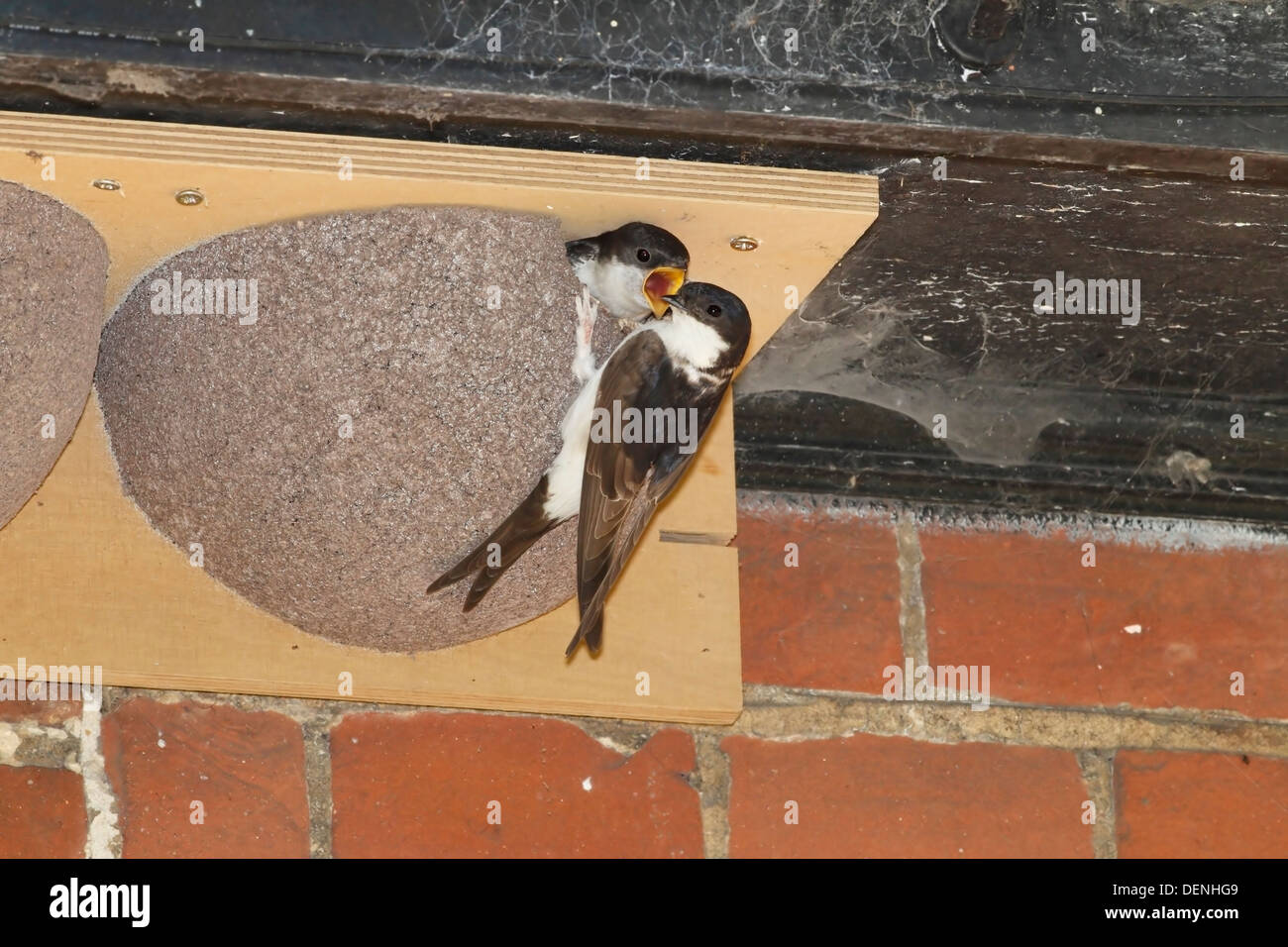 Mehlschwalbe (Delichon Urbicum) Erwachsenen Fütterung eingebettet in künstlicher Nistkasten, Norfolk, England, Vereinigtes Königreich Stockfoto