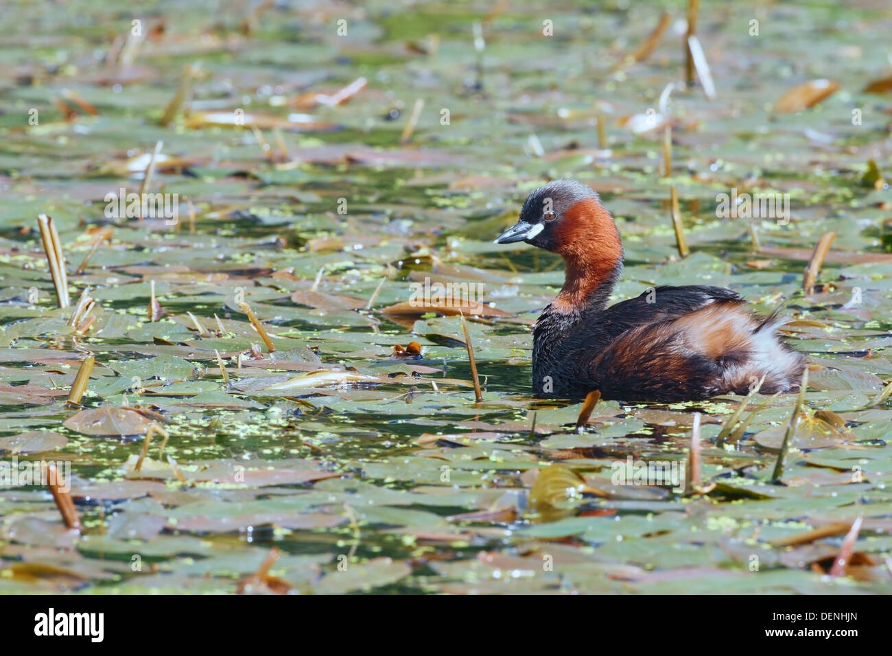 wenig Grebe (Tachybaptus Ruficollis) Erwachsenen schwimmen auf dem Wasser schwimmenden Vegetation, England, Vereinigtes Königreich, Europa Stockfoto