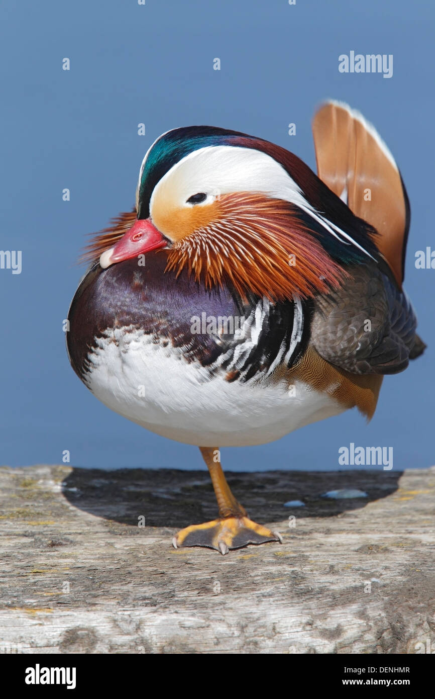 Mandarinente (Aix Galericulata) männlichen stehen auf einem Bein auf Rock, Norfolk, England, Großbritannien Stockfoto