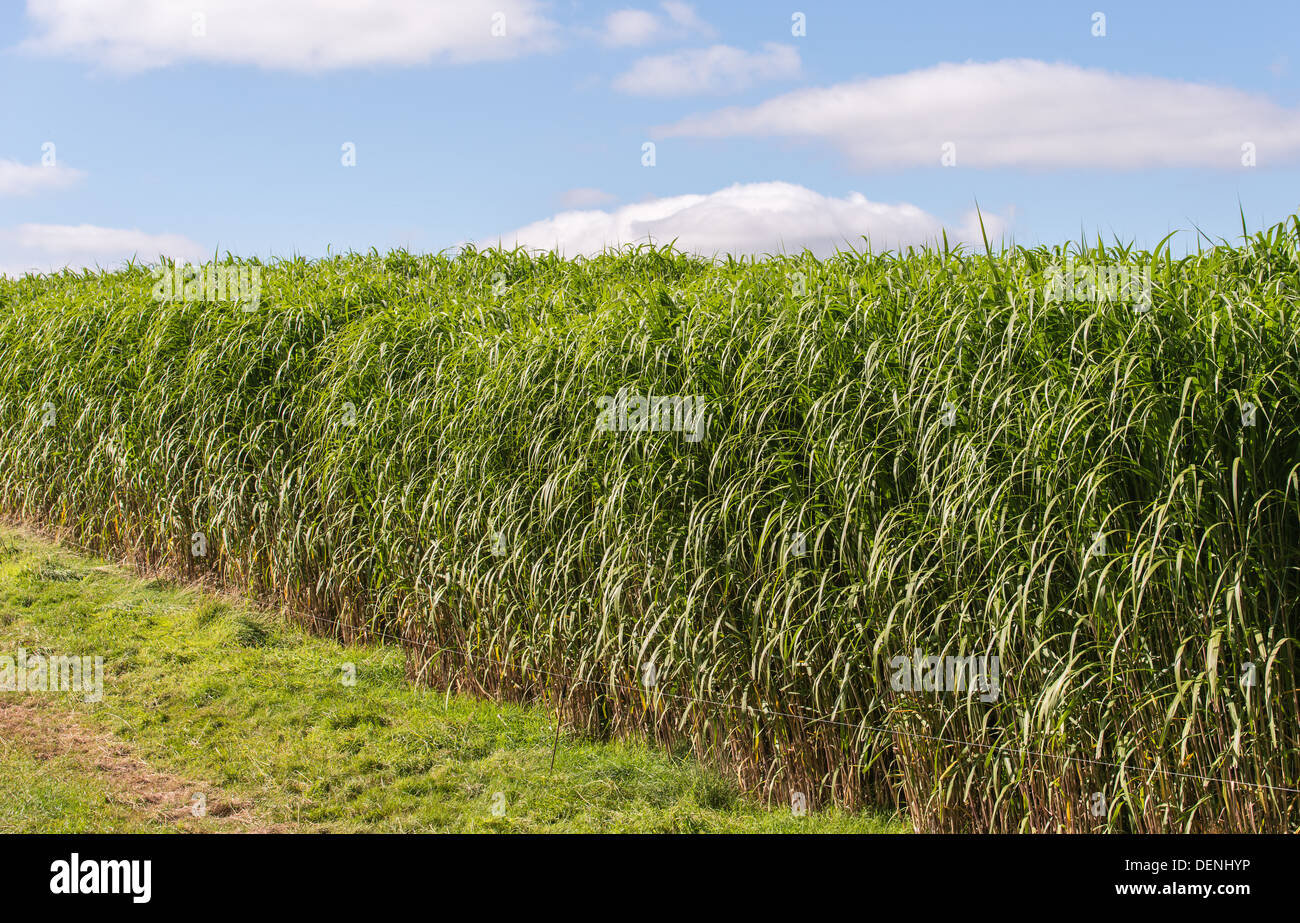 Miscanthus Elefantengras Giganteus-grüne Energiequelle Stockfoto