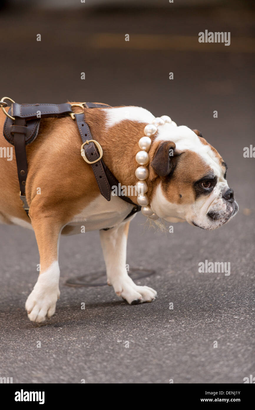 Eine englische Bulldogge mit einer Perlenkette macht einen Spaziergang in Charleston, SC. Stockfoto
