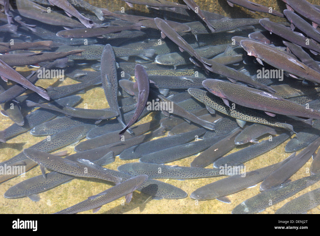 Fischen im Fäkalientank Stockfoto