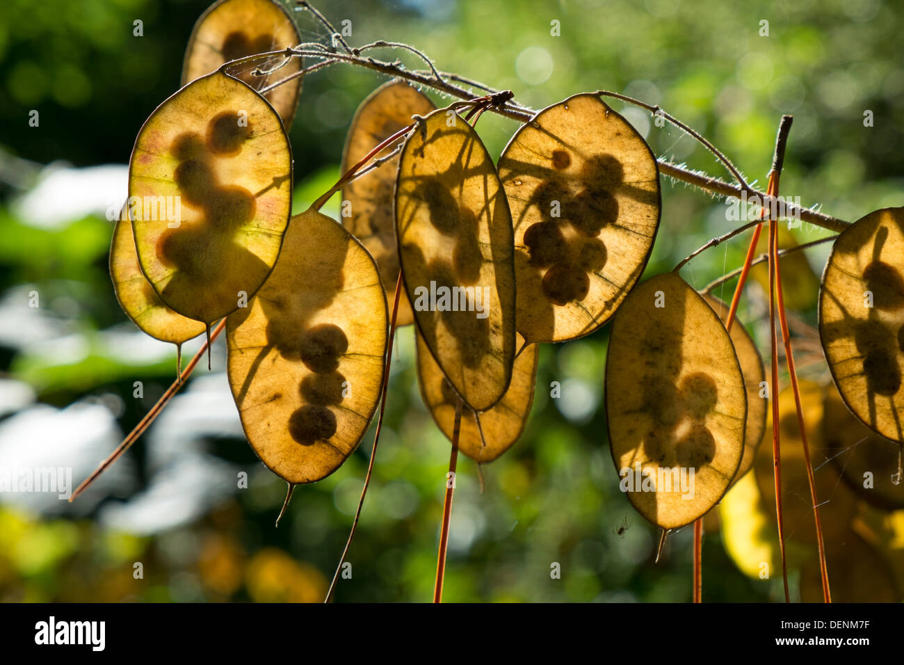 Ehrlichkeit, Lunaria Annua, Samen Fällen Hintergrundbeleuchtung im Spätsommer Stockfoto