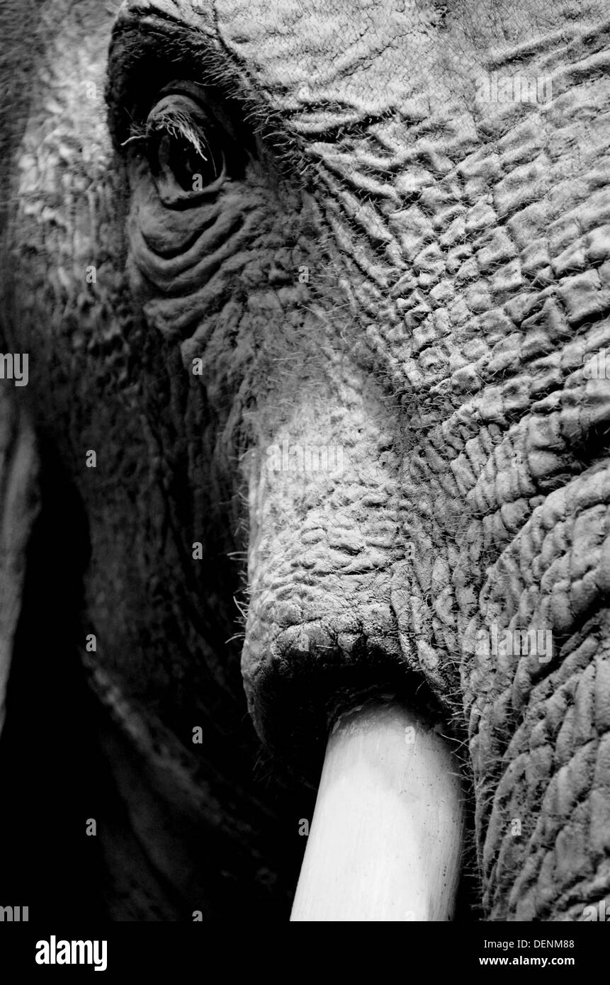 schwarz-weiß Bild der Kopf eines Elefanten Stockfoto