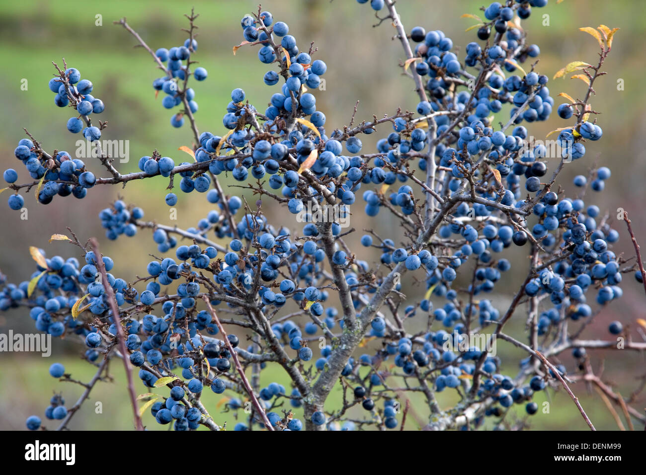 Blackthorn oder Schlehe (Prunus Spinosa) Früchte Stockfoto