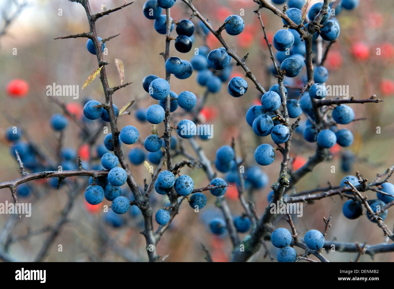 Blackthorn oder Schlehe (Prunus Spinosa) Früchte Stockfoto