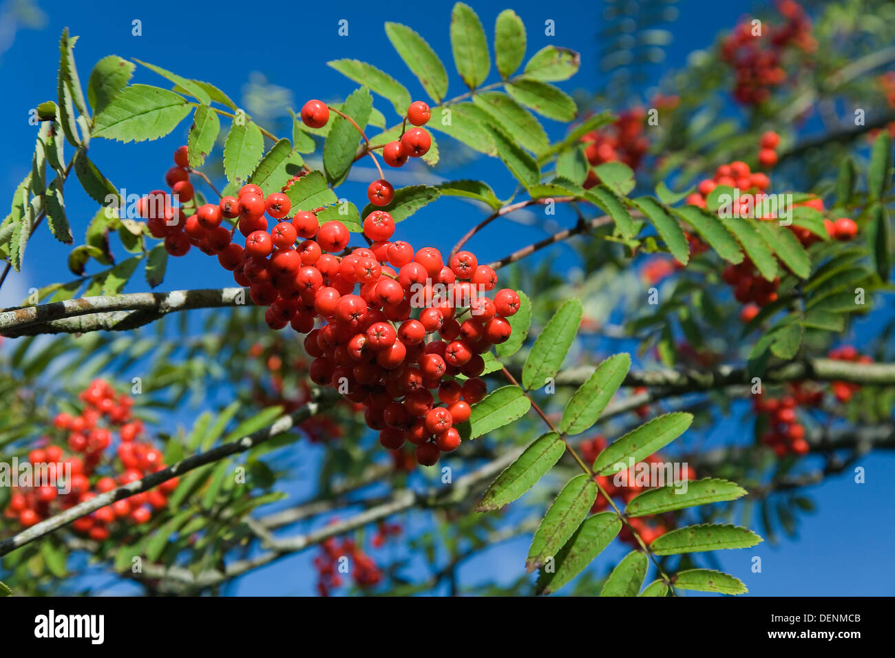 Rowan oder Eberesche (Sorbus Aucuparia) Früchte und Blätter Stockfoto