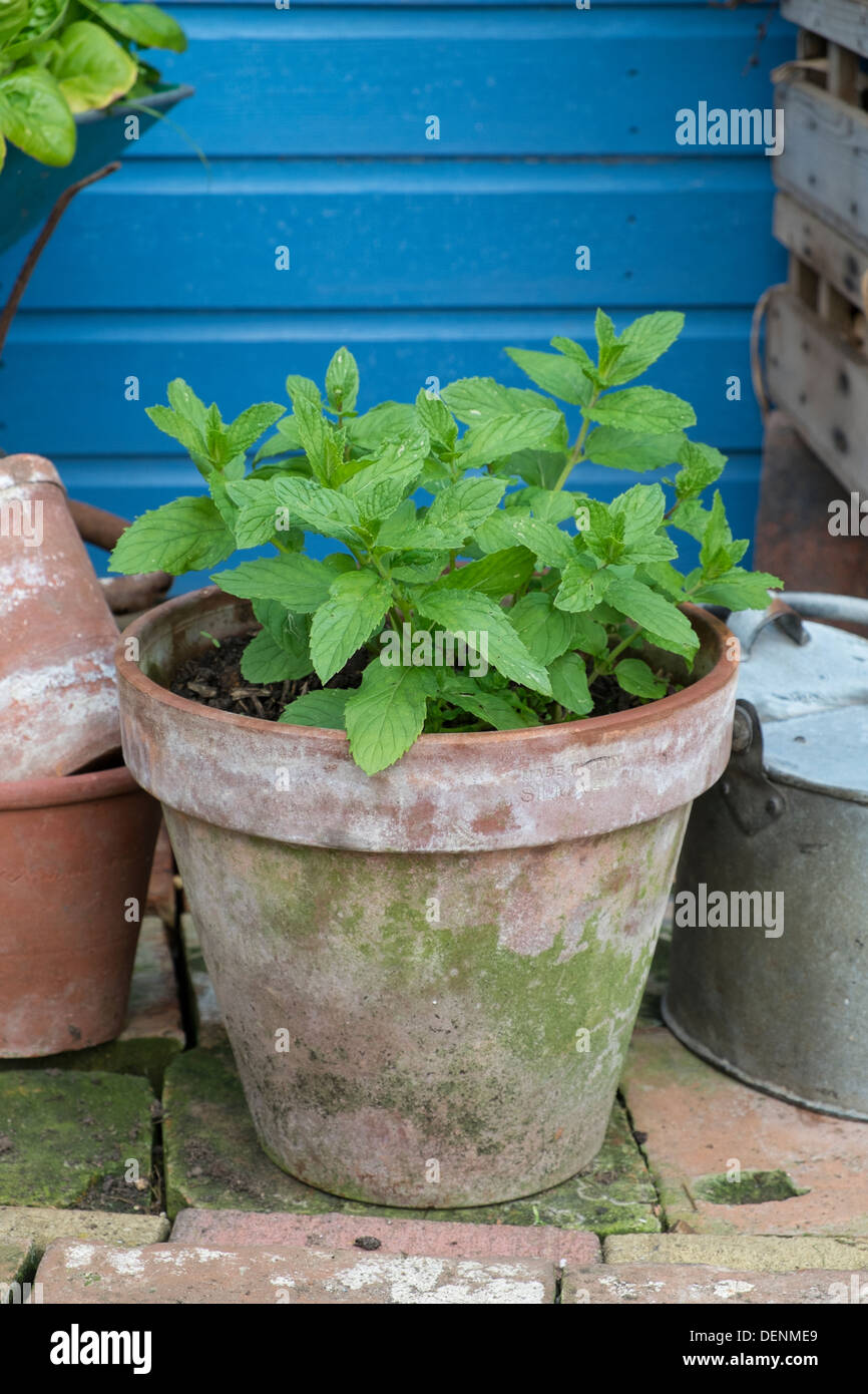Garten Minze wächst in einem Terrakotta-Blumentopf. Stockfoto