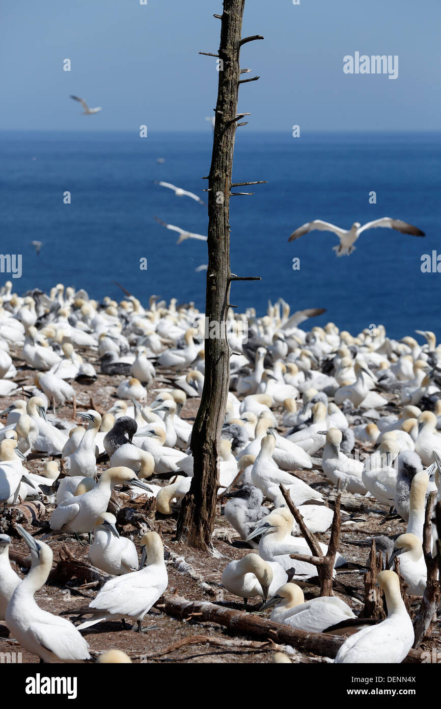 Basstölpel nisten Kolonie, Bonaventure Island National Park, Percé Québec Kanada Stockfoto