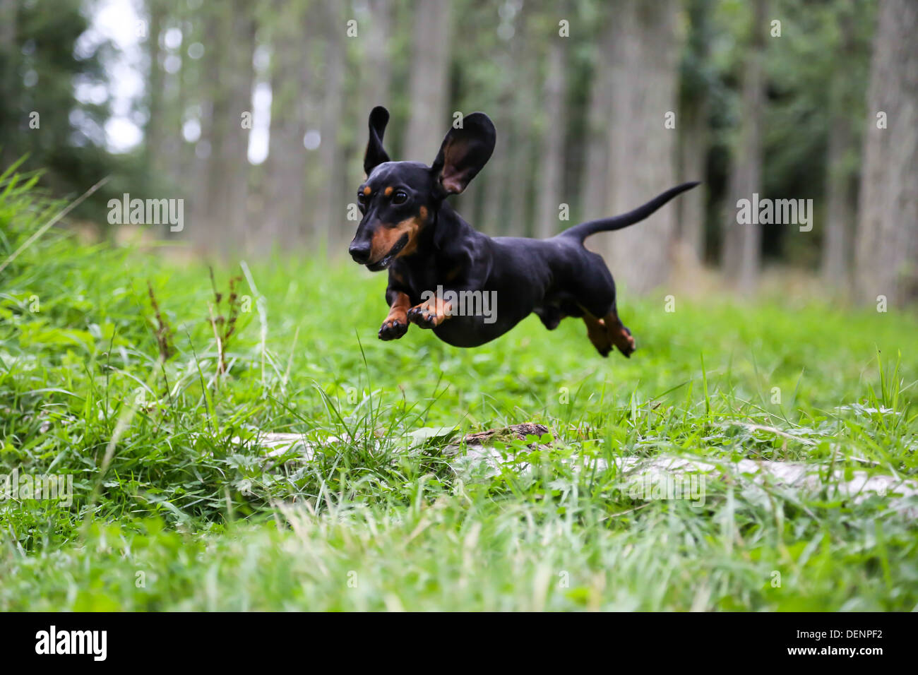 ein Zwergdackel springen in einem Wald. Sie sind auch bekannt als Wurst und Wiener Hunde Stockfoto