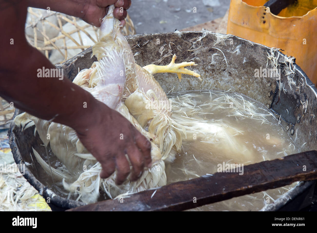 gerupftes Huhn Stockfoto