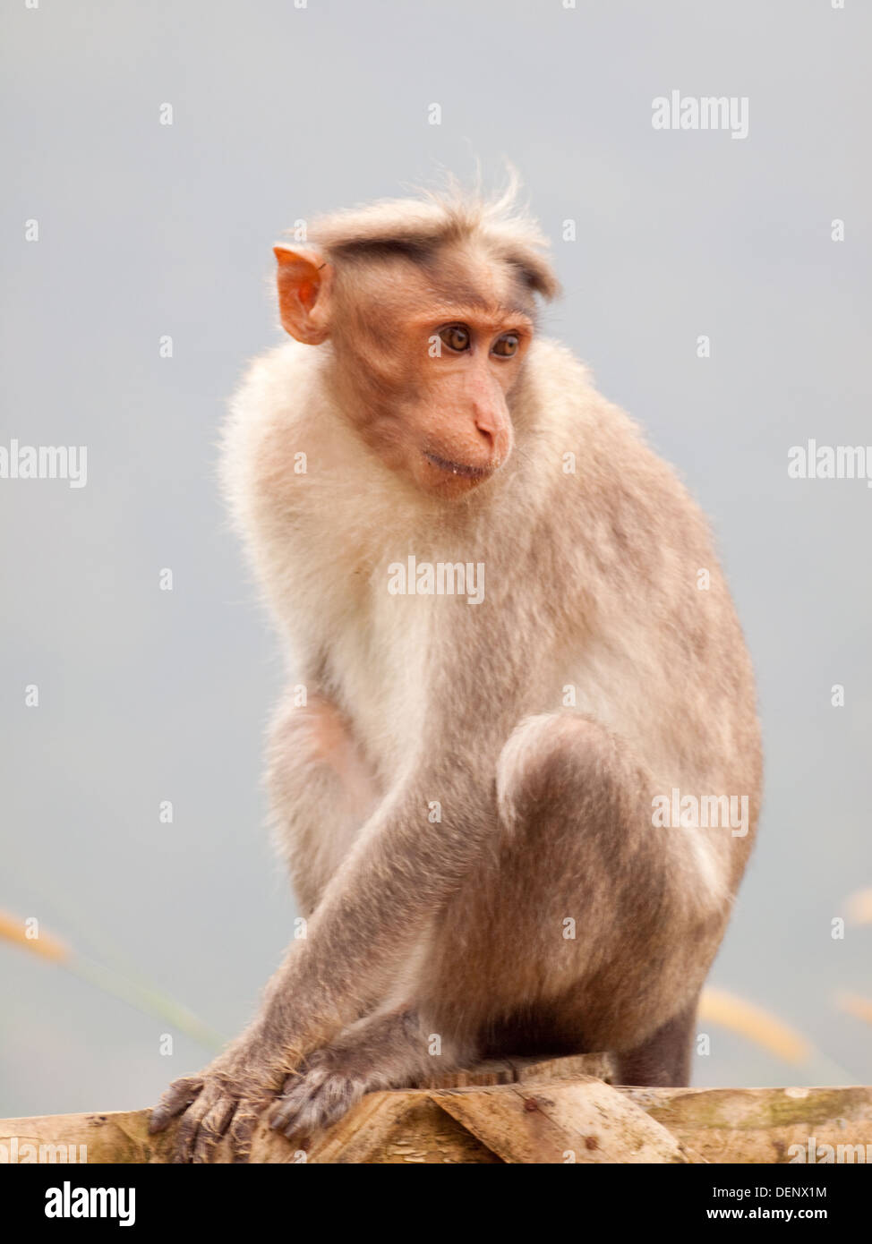 Wilde Affen Munnar Hügel Kerala Indien Stockfoto