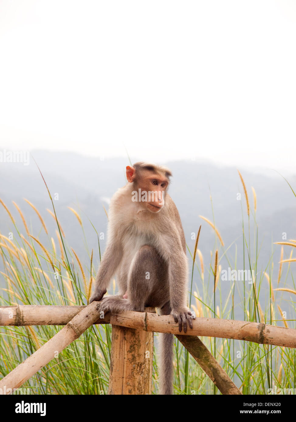 Wilde Affen Munnar Hügel Kerala Indien Stockfoto