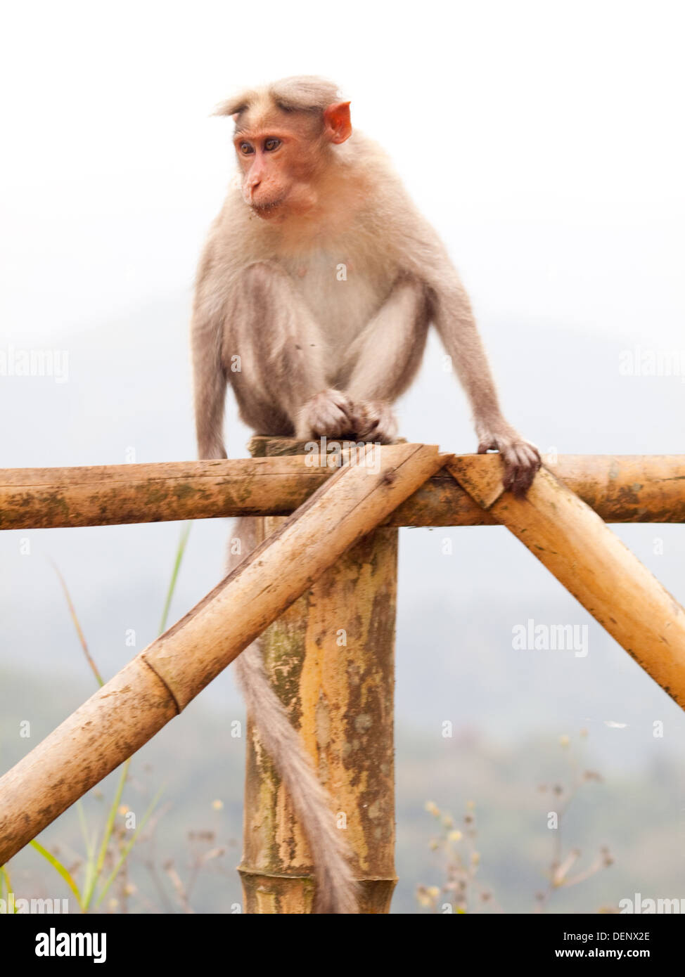 Wilde Affen Munnar Hügel Kerala Indien Stockfoto