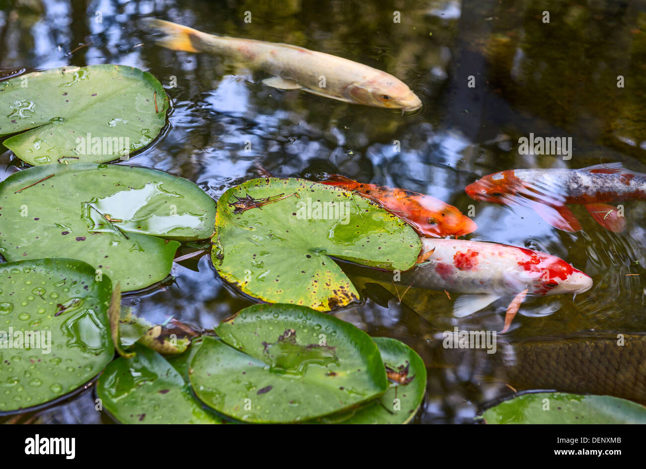 Schöne Koi Fische und Seerosen in einem Garten. Stockfoto