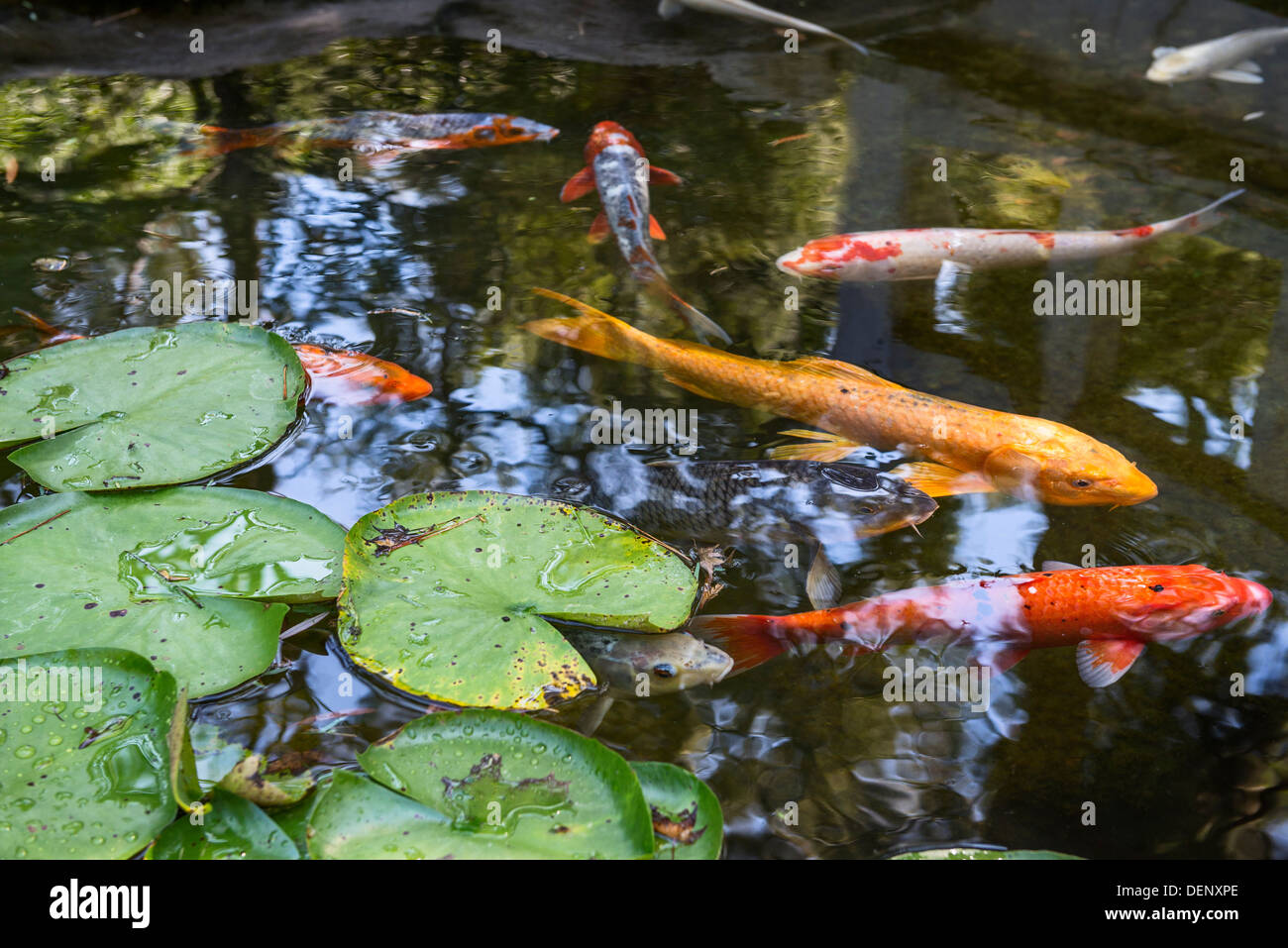Schöne Koi Fische und Seerosen in einem Garten. Stockfoto