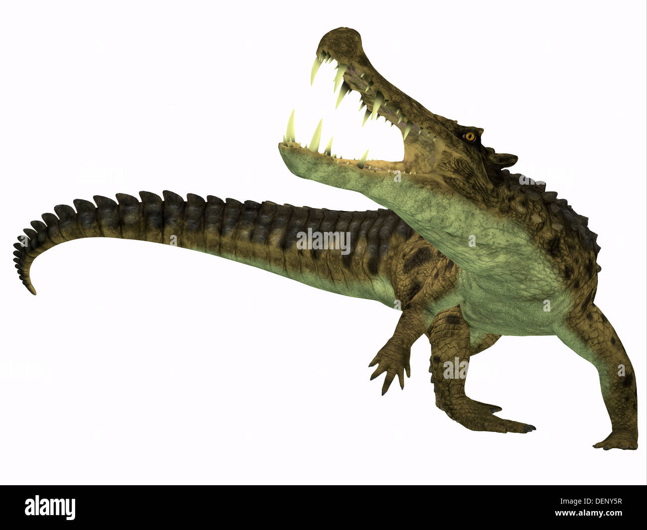Kaprosuchus ist eine ausgestorbene Gattung der Krokodil aus der oberen Kreidezeit Niger, Afrika. Stockfoto