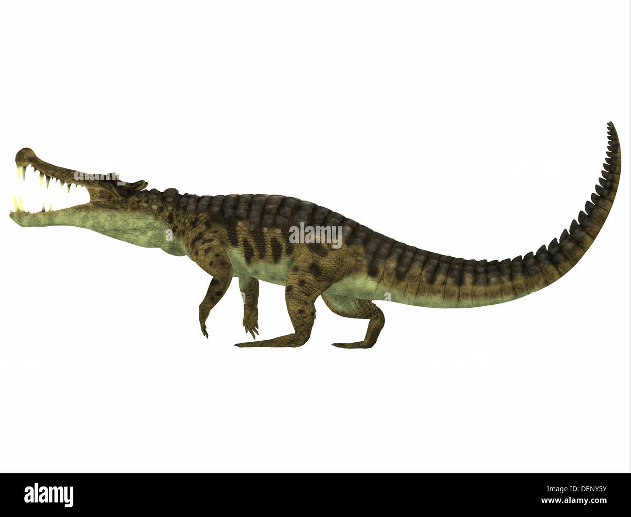 Kaprosuchus ist eine ausgestorbene Gattung der Krokodil aus der oberen Kreidezeit Niger, Afrika. Stockfoto