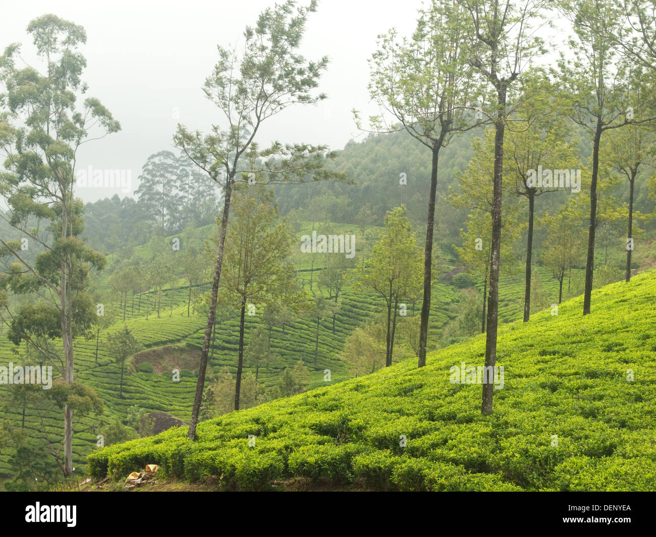 Teegärten Munnar Kerala Indien Stockfoto