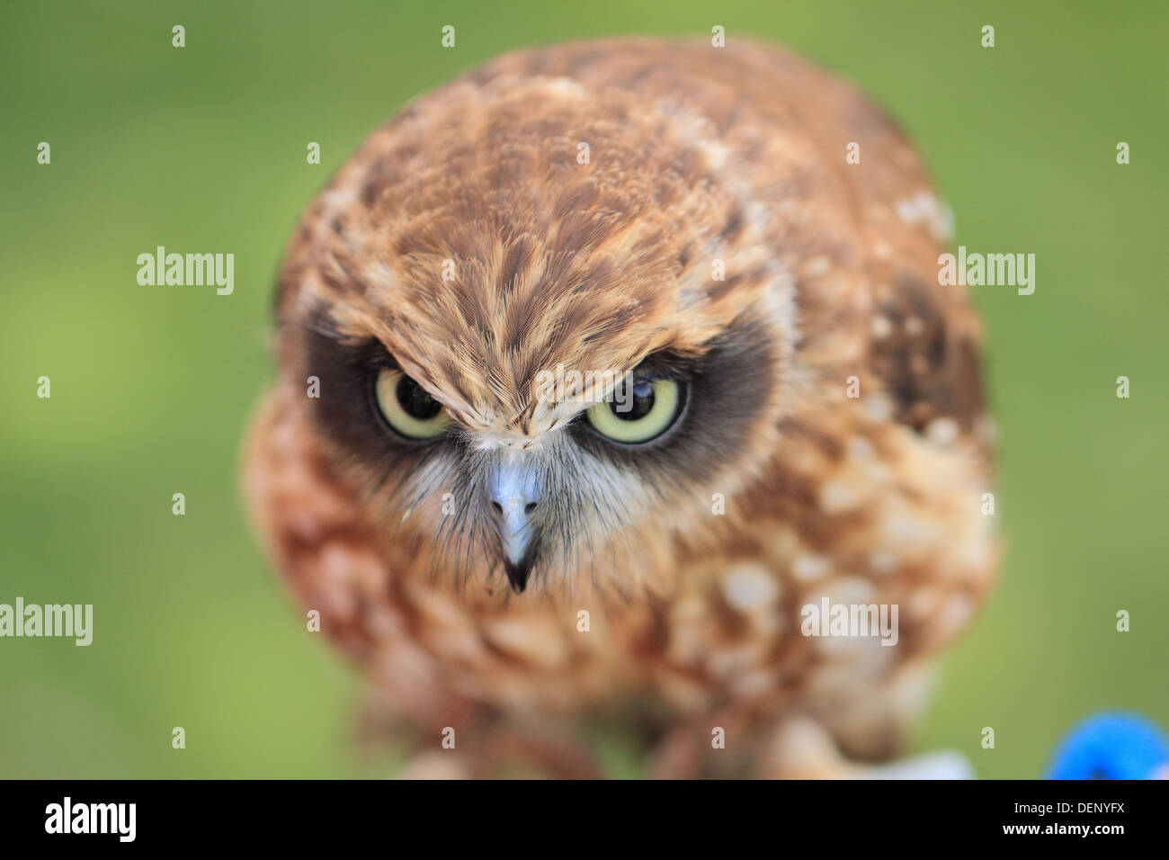 Boobook-Eule (Ninox Novaeseelandiae) Stockfoto