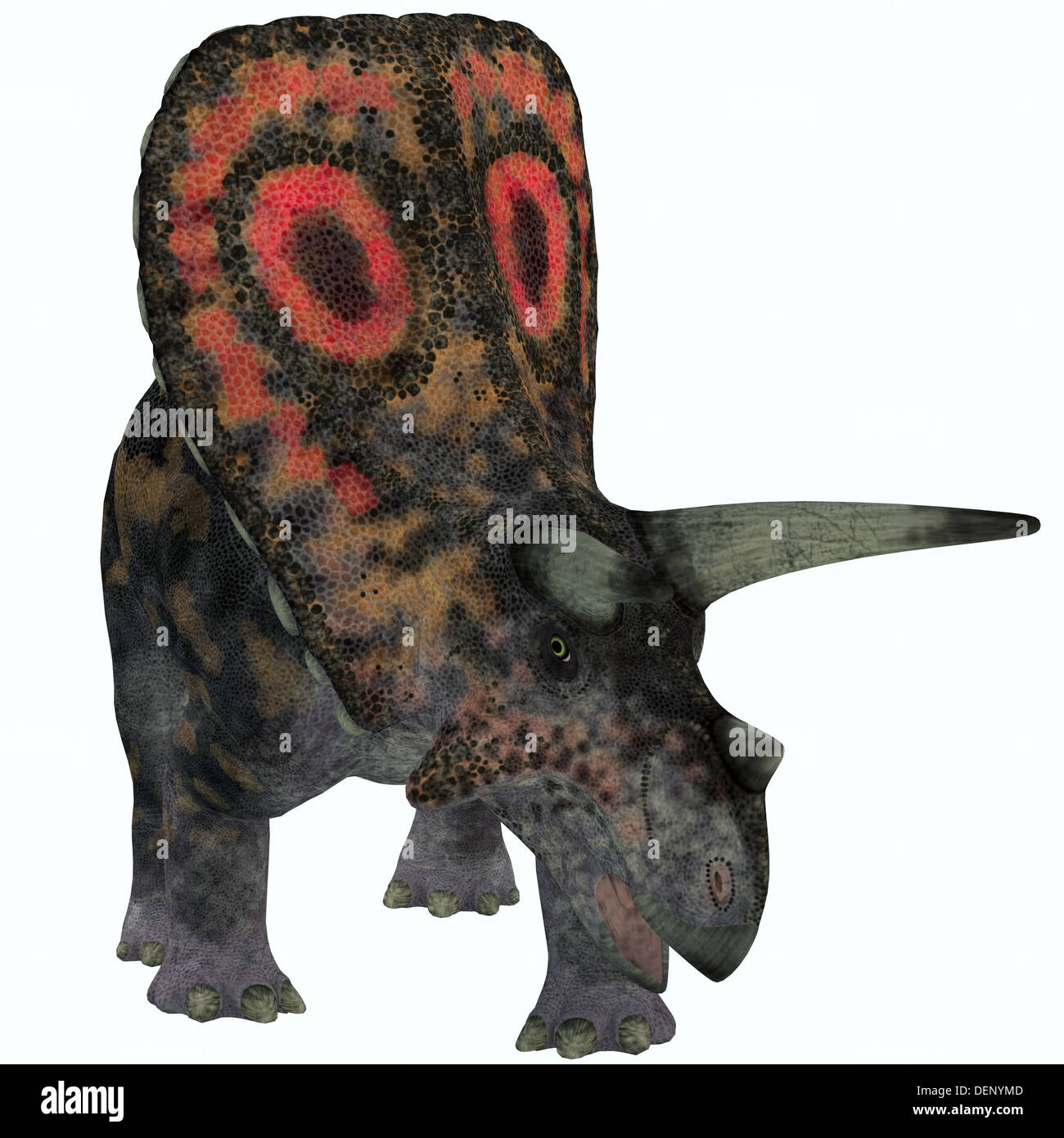 Torosaurus war die größte Schädel von jedem bekannten Landtier. Es war pflanzenfressenden Dinosaurier aus der späten Kreidezeit. Stockfoto