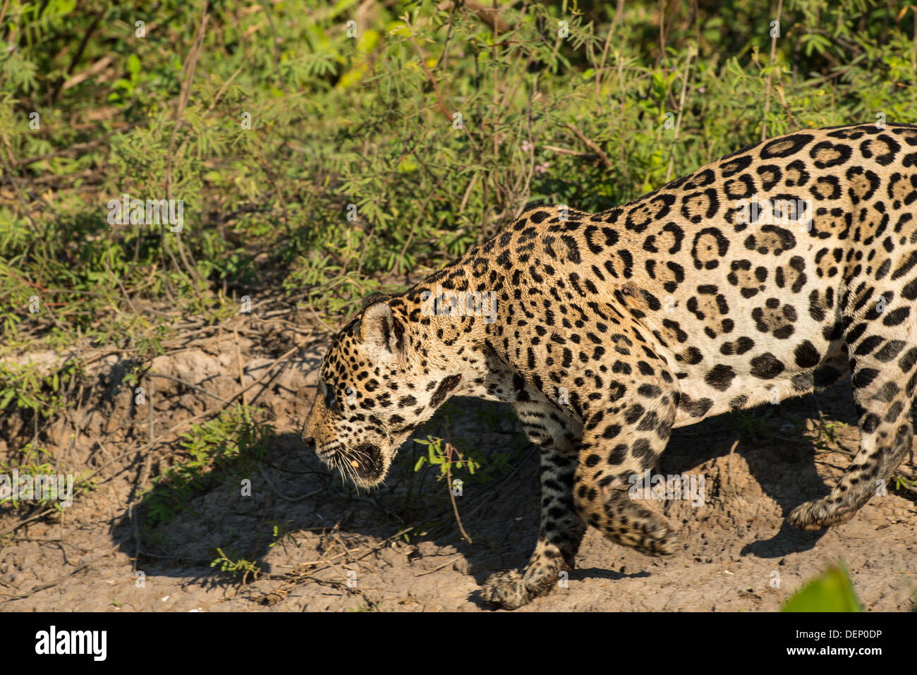 Stock Foto von einem Jaguar stalking Beute, Pantanal, Brasilien. Stockfoto