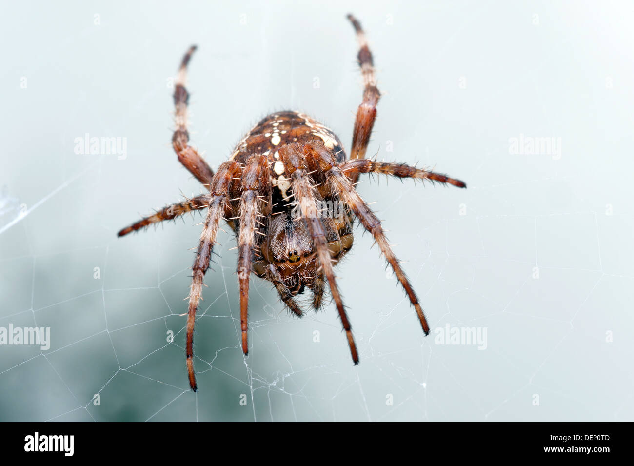 Spinne - Araneus Diadematus, Orb Weaver, Kreuzspinne im Netz Stockfoto