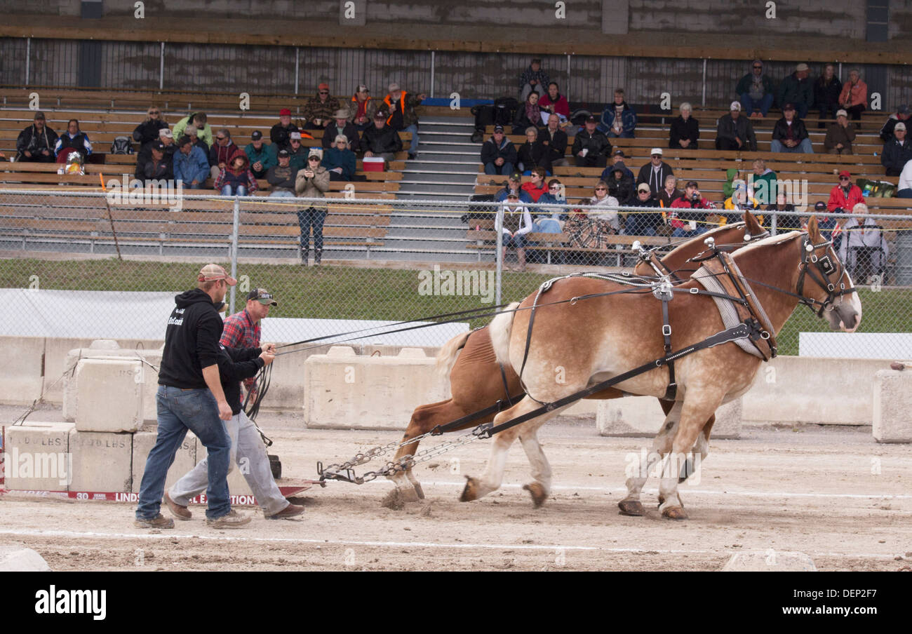 Belgische Team ziehen Gewichtsbelastung im schweren Pferd ziehen Wettbewerb Lindsay Fair in Kawartha Lakes während Publikum beobachtet. Stockfoto