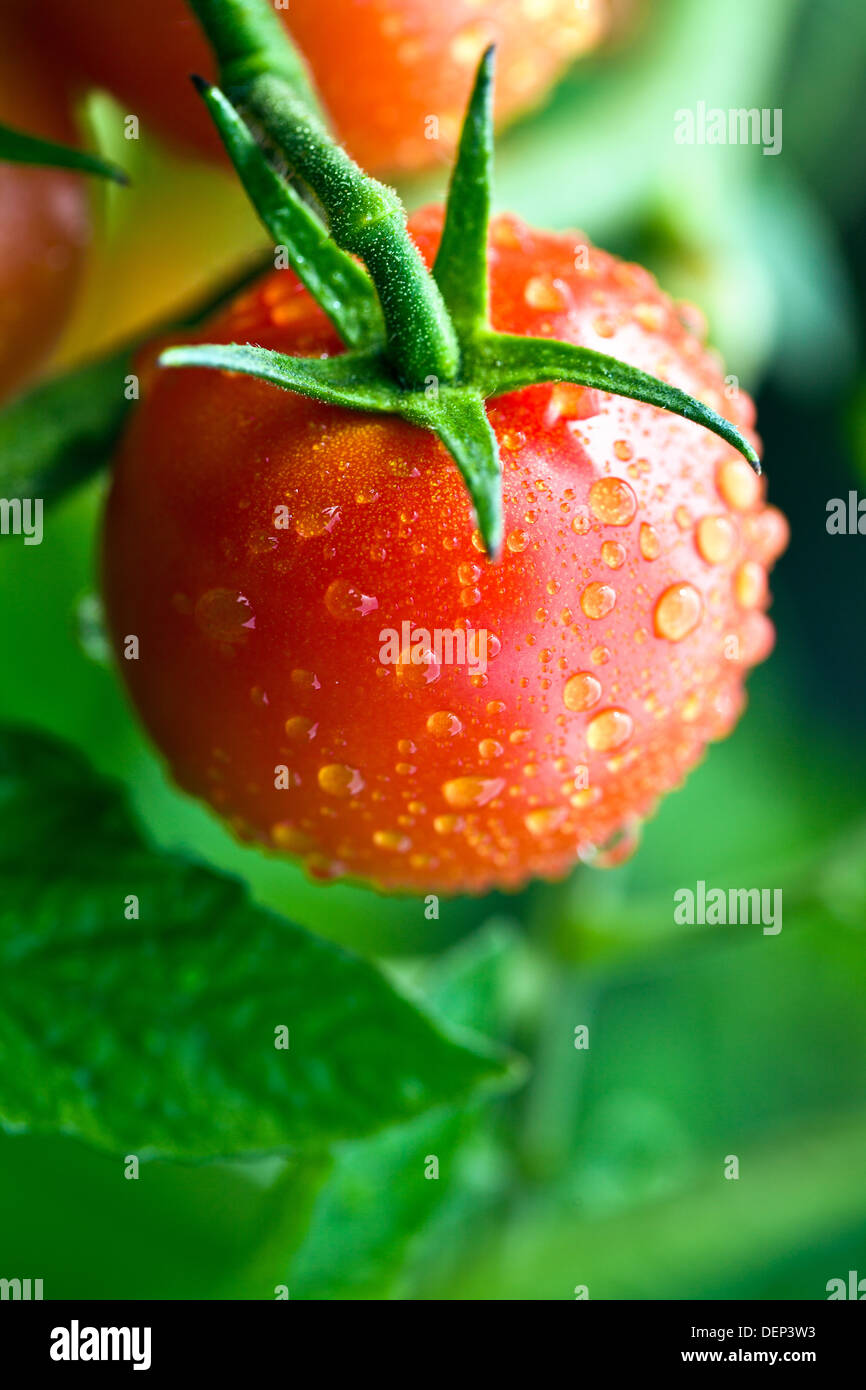 taufrische rote Tomaten am Zweig Stockfoto