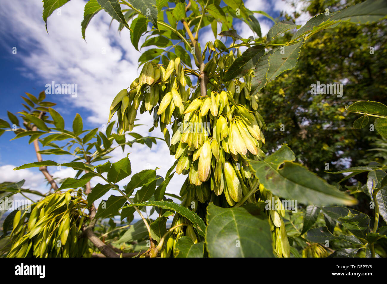 Asche-Tasten auf einer Esche im Vale of Evesham, Großbritannien. Stockfoto