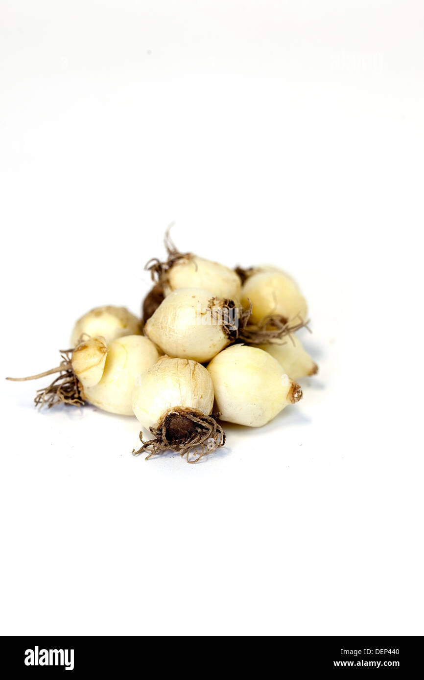 Ein Haufen Trauben Hyazinthe Zwiebeln vor einem weißen Hintergrund. Stockfoto