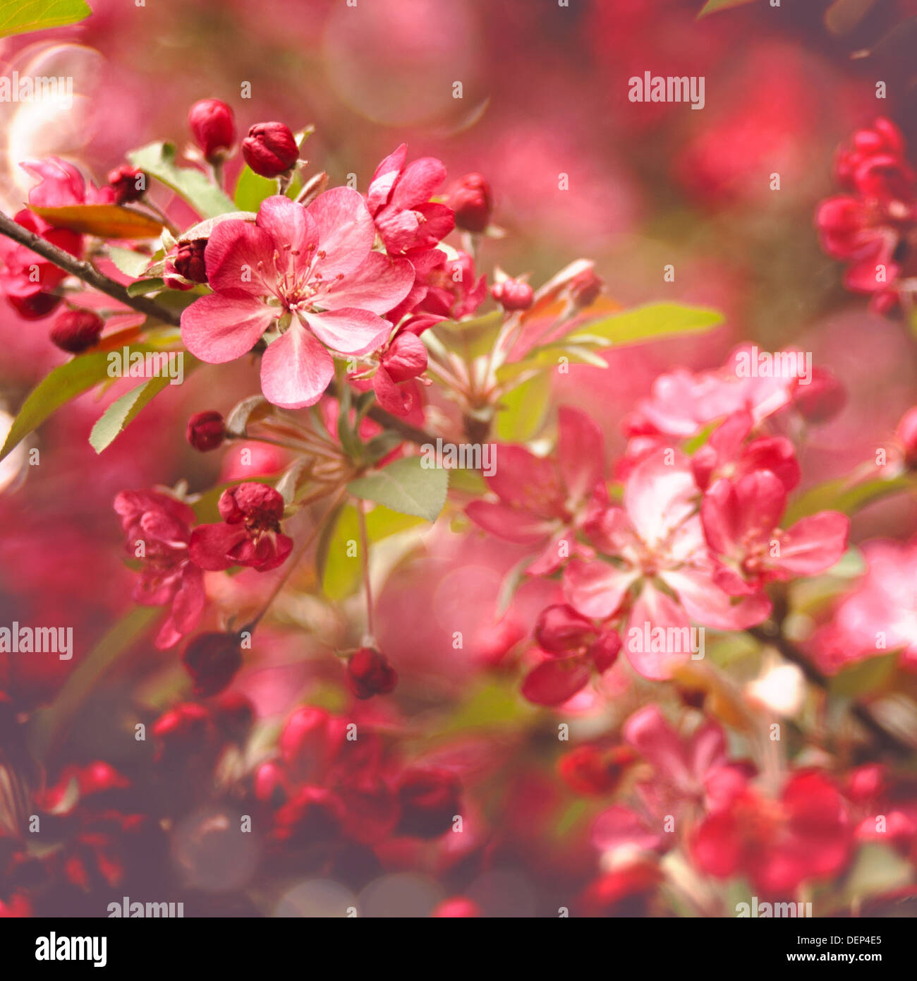 Floral abstrakt Schönheit für Ihr design Stockfoto