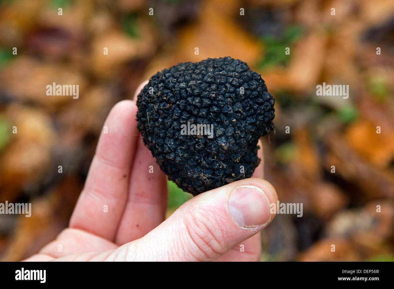 Professionelle Trüffelsucher Tom Lywood unterstützt durch seine italienischen Trüffel-Jagd-Hunde in Berkshire, UK Woodland für englische schwarze Trüffel suchen Stockfoto