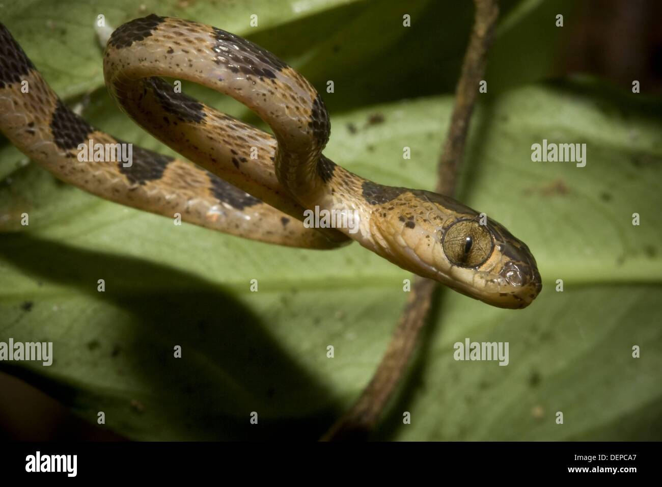 Colubrid Schlange, Familie Colubridae, Futtersuche bei Nacht fotografiert in Panama Stockfoto