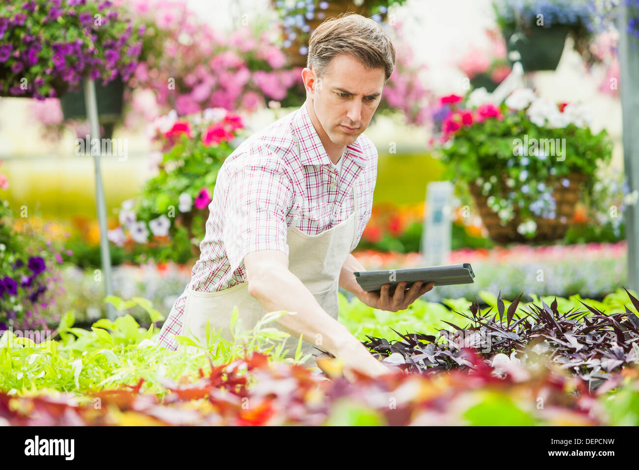 Kaukasischen Mann arbeitet in Gärtnerei Stockfoto