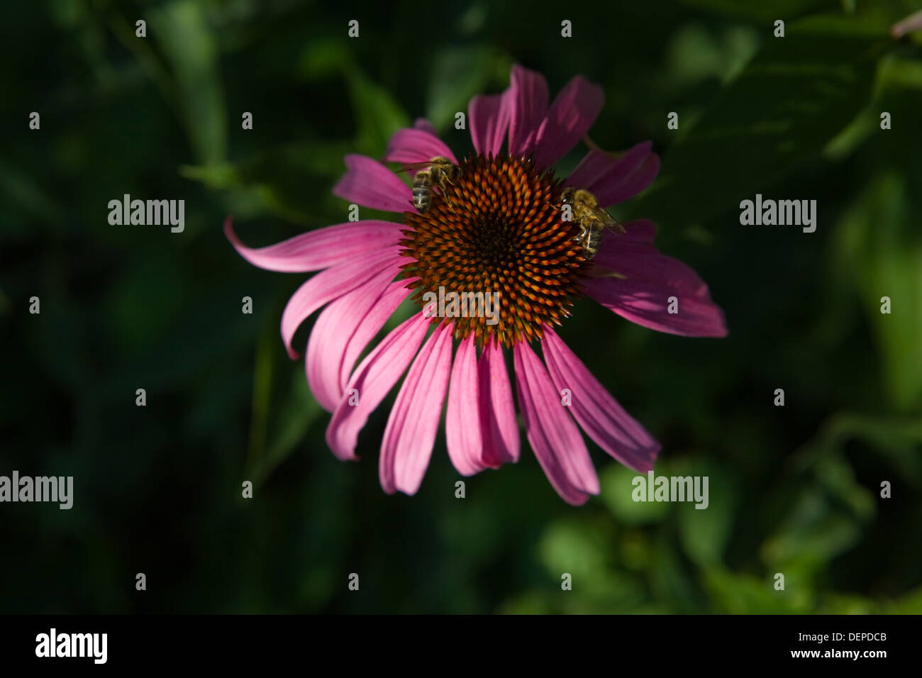 Lila Echinacea Purpurea Blume mit zwei Bienen Stockfoto