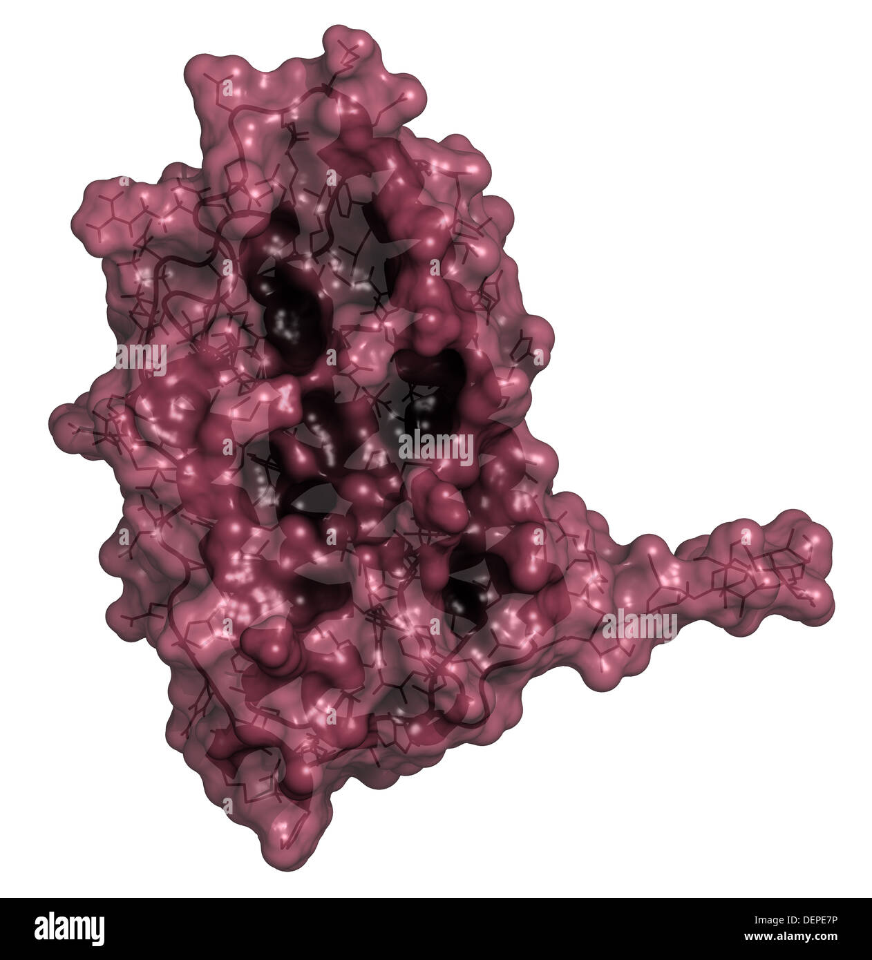 Interferon Beta-Molekül, chemische Struktur. Cytokine zur Behandlung von Multipler Sklerose (MS). Stockfoto